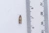 Celypha striana, adult. Framwellgate Moor, 11-07-2023. Copyright Christopher Blakey.