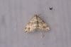 Twin-spot Carpet (Mesotype didymata), adult. Rookhope Burn, 02-08-2023. Copyright Christopher Blakey.