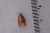 Dark Fruit-tree Tortrix (Pandemis heparana), adult. Rookhope Burn, 02-08-2023. Copyright Christopher Blakey.