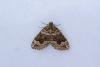 Devon Carpet (Lampropteryx otregiata), adult. Framwellgate Moor, 09-08-2023. Copyright Christopher Blakey.