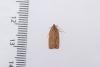 Agonopterix scopariella, adult. Whitehall Moss, 14-08-2023. Copyright Christopher Blakey.