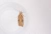 Agonopterix nervosa, adult. Whitehall Moss, 14-08-2023. Copyright Christopher Blakey.