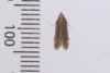 Mirificarma mulinella, adult. Whitehall Moss, 14-08-2023. Copyright Christopher Blakey.