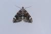 Dark Marbled Carpet (Dysstroma citrata), adult. Waldridge Fell, 22-08-2023. Copyright Christopher Blakey.