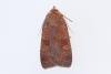 Barred Chestnut (Diarsia dahlii), adult. Waldridge Fell, 22-08-2023. Copyright Christopher Blakey.