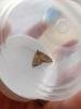 Chevron (Eulithis testata), adult. Waldridge Fell, 22-08-2023. Copyright Christopher Blakey.