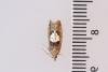 Epinotia brunnichana, adult. Waldridge Fell, 22-08-2023. Copyright Christopher Blakey.