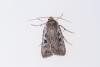 Heath Rustic (Xestia agathina), adult. Cabin Hill, 29-08-2023. Copyright Christopher Blakey.