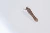 Teleiopsis diffinis, adult. Cabin Hill, 29-08-2023. Copyright Christopher Blakey.