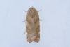 Broad-bordered Yellow Underwing (Noctua fimbriata), adult. Framwellgate Moor, 30-08-2023. Copyright Christopher Blakey.