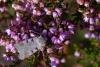 Autumnal Rustic (Eugnorisma glareosa), adult. Cabin Hill, 31-08-2023. Copyright Christopher Blakey.