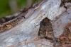 Hedge Rustic (Tholera cespitis), adult. Cabin Hill, 31-08-2023. Copyright Christopher Blakey.