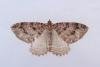 Tissue (Triphosa dubitata), adult. Cabin Hill, 31-08-2023. Copyright Christopher Blakey.