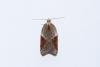 Acleris laterana/comariana, adult. Waldridge Fell, 03-09-2023. Copyright Christopher Blakey.