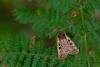Heath Rustic (Xestia agathina), adult. Waldridge Fell, 04-09-2023. Copyright Christopher Blakey.