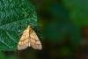 Orange Sallow (Tiliacea citrago), adult. Framwellgate Moor, 10-09-2023. Copyright Christopher Blakey.