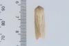 Large Wainscot (Rhizedra lutosa), adult. Castle Eden Dene, 27-09-2023. Copyright Christopher Blakey.