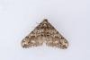 Spring Usher (Agriopis leucophaearia), adult. Waldridge Fell, 06-02-2024. Copyright Christopher Blakey.