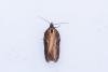 Acleris hastiana, adult. Framwellgate Moor, 15-02-2024. Copyright Christopher Blakey.