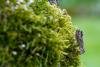 Frosted Green (Polyploca ridens), adult. Taken outside Durham (West Sussex), 26-03-2024. Copyright Christopher Blakey.