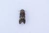 Lunar Marbled Brown (Drymonia ruficornis), adult. Comb Bridges, 13-04-2024. Copyright Christopher Blakey.