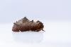 Scarce Prominent (Odontosia carmelita), adult. Comb Bridges, 13-04-2024. Copyright Christopher Blakey.
