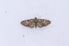 Oak-tree Pug (Eupithecia dodoneata), adult. Framwellgate Moor, 01-05-2024. Copyright Christopher Blakey.