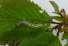 Dun-bar (Cosmia trapezina), larval. Waldridge Fell, 03-05-2024. Copyright Christopher Blakey.