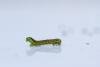Small Autumnal Moth (Epirrita filigrammaria), larval. Waldridge Fell, 09-05-2024. Copyright Christopher Blakey.