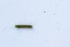 Small Autumnal Moth (Epirrita filigrammaria), larval. Waldridge Fell, 09-05-2024. Copyright Christopher Blakey.