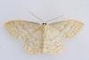 Cream Wave (Scopula floslactata), adult. Comb Bridges, 14-05-2024. Copyright Christopher Blakey.