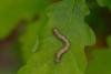 Feathered Thorn (Colotois pennaria), larval. Cater House Colliery, 17-05-2024. Copyright Christopher Blakey.