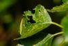 Ypsolopha parenthesella, larval. Felledge, 25-05-2024. Copyright Christopher Blakey.