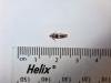 Epinotia rubiginosana, adult. Waldridge Fell, 27-05-2024. Copyright Christopher Blakey.