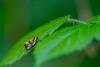 Eulia ministrana, adult. Felledge, 31-05-2024. Copyright Christopher Blakey.