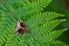 Beautiful Snout (Hypena crassalis), adult, male. Waldridge Fell, 01-06-2024. Copyright Christopher Blakey.
