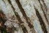 Broken-barred Carpet (Electrophaes corylata), adult. Waldridge Fell, 01-06-2024. Copyright Christopher Blakey.