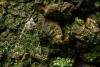 Green Arches (Anaplectoides prasina), adult. Waldridge Fell, 01-06-2024. Copyright Christopher Blakey.