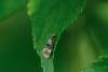 Thyraylia nana, adult. Felledge, 21-06-2024. Copyright Christopher Blakey.