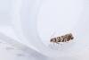 Epinotia tedella, adult. Doctors Gate, 26-06-2024. Copyright Christopher Blakey.