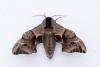 Eyed Hawk-moth (Smerinthus ocellata), adult. Framwellgate Moor, 27-06-2024. Copyright Christopher Blakey.