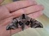 Eyed Hawk-moth (Smerinthus ocellata), adult. Framwellgate Moor, 27-06-2024. Copyright Christopher Blakey.