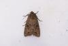 Dingy Shears (Fissipunctia ypsillon), adult. Framwellgate Moor, 27-06-2024. Copyright Christopher Blakey.