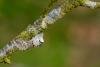 Sallow Kitten (Furcula furcula), adult. Doctors Gate, 27-06-2024. Copyright Christopher Blakey.