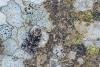Knot Grass (Acronicta rumicis), adult. Doctors Gate, 27-06-2024. Copyright Christopher Blakey.