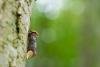 Buff-tip (Phalera bucephala), adult. Hisehope Burn, 02-07-2024. Copyright Christopher Blakey.