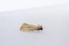 Small Dotted Buff (Photedes minima), adult. Town Kelloe Bank, 12-07-2024. Copyright Christopher Blakey.
