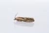 Eucosma cana, adult. Town Kelloe Bank, 12-07-2024. Copyright Christopher Blakey.