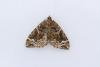 Phoenix (Eulithis prunata), adult. Castle Eden Dene, 16-07-2024. Copyright Christopher Blakey.