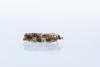 Epinotia abbreviana, adult. Castle Eden Dene, 16-07-2024. Copyright Christopher Blakey.